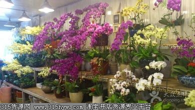 上海虹航花鸟市场
