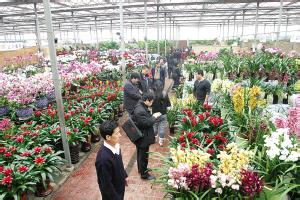 天津北宁花卉市场