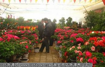 河北省张家口园林花卉市场