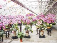 天津超群花卉市场