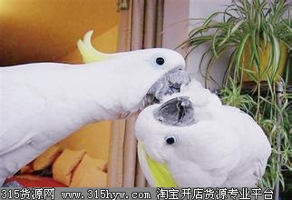 上海江宁花鸟市场